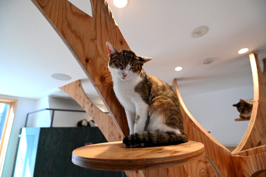 保護ネコカフェ