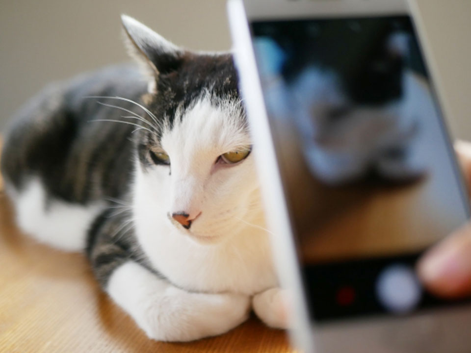 キズナ里親募集