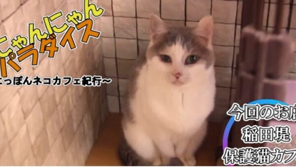 保護猫カフェムスビ がYouTubeで紹介されました！