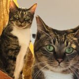 BS-TBS「ねこ自慢」でアニマルカフェキズナが 紹介されました！