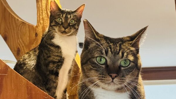 BS-TBS「ねこ自慢」でアニマルカフェキズナが 紹介されました！