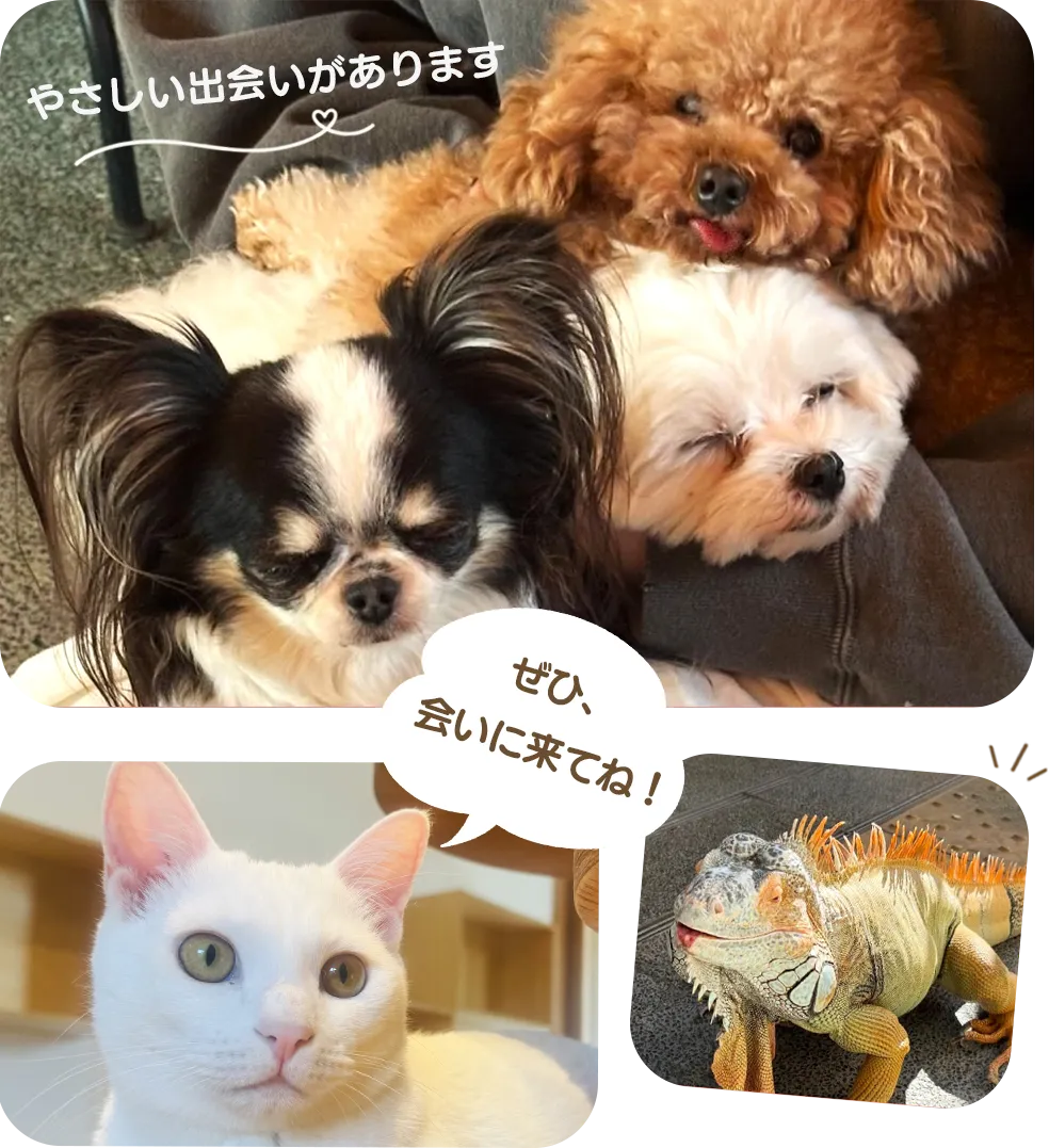 アニマルカフェの保護犬・保護猫・爬虫類たち
